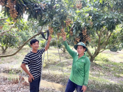 Cần Thơ: Chuyển đổi sản xuất 1.700 ha trồng cây ăn trái hiệu quả