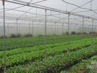 Chuyển lúa sang rau hữu cơ, nông dân xứ Mường thu nhập 300 triệu đồng/ha