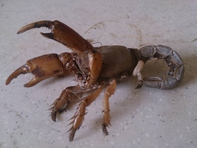 Con tèn hen là con gì mà khi nói tên, nhiều người ở miền Tây nói 