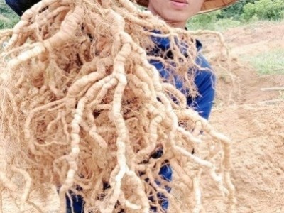 Trồng thứ cây tới kỳ nhổ lên một chùm củ 