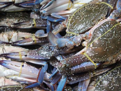 Mỹ, Trung Quốc bất ngờ tăng mua, loài hải sản cao cấp của Việt Nam thu 111 triệu USD