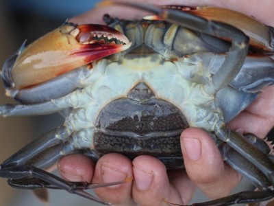 Áp dụng IoT trong nuôi cua lột