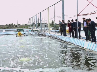 Nuôi tôm trong nhà bạt ở Thái Bình, mỗi năm nuôi 3-4 vụ, nông dân 300-500 triệu