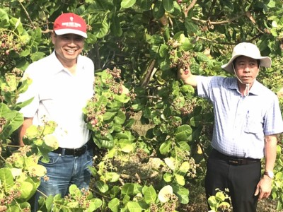 Ứng dụng canh tác tiến tiến sản xuất điều xuất khẩu