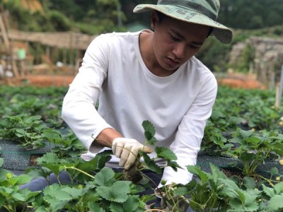 Trồng dâu Bạch Tuyết hiếm, đắt nhất thế giới, giá gần 1 triệu đồng/kg vẫn 