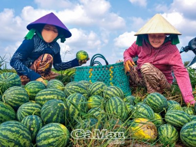 Đây là loại quả ngon trồng trái mùa ở Cà Mau, nông dân bất ngờ vì bán giá tốt