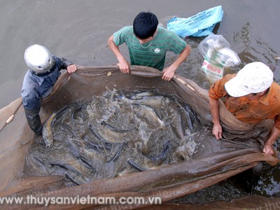 Giải pháp căn cơ phát triển thủy sản