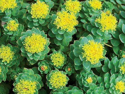 Tăng đề kháng cho tôm bằng thảo mộc