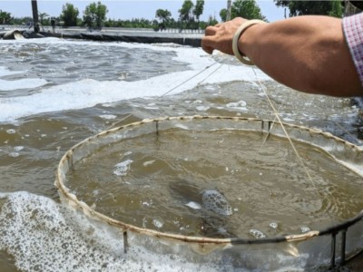 Đừng để độ mặn “dắt mũi” vụ nuôi của bạn