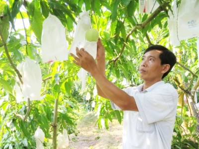 Đồng Tháp: Khuyến khích trồng xoài rải vụ gắn với tiêu thụ
