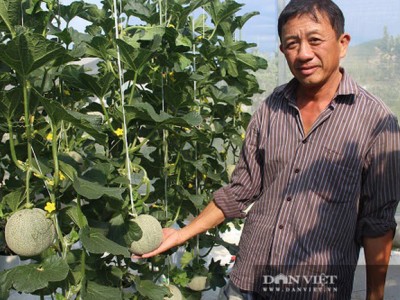 Hà Tĩnh: Nông nghiệp công nghệ cao-trồng dưa lưới vụ nào ăn chắc vụ đó