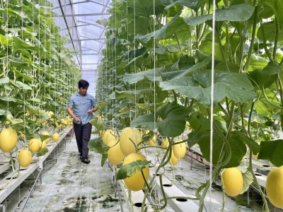 Trồng dưa huỳnh long, anh nông dân Sài Gòn thu tiền tỷ