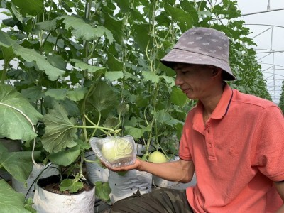 Loại quả ngon ăn ngọt mát làm cách này trái còn treo lủng lẳng mà nông dân Bình Dương bảo bán hết rồi