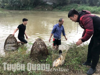 Vác nơm xuống ruộng lúa úp cá chép ở Tuyên Quang, bắt được toàn con to, tranh nhau mua