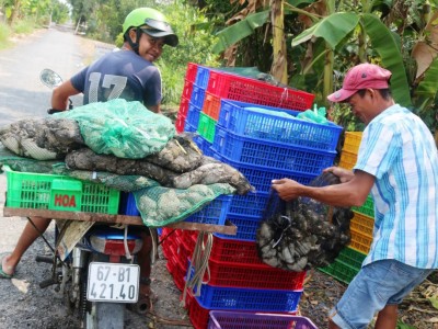 Giá ếch thịt tăng cao nhất trong 2 năm nay ở miền Tây, có bao nhiêu thương lái 
