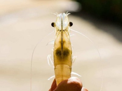 Bảo vệ gan tụy để nuôi tôm thành công