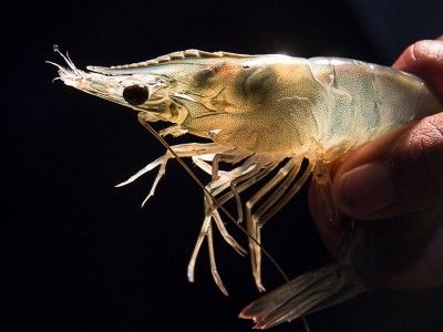 Tầm quan trọng của acid mật đối với gan tụy tôm