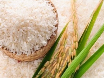 Gạo ST25 được hỗ trợ để cạnh tranh tốt hơn với dòng gạo Hom Mali của Thái Lan