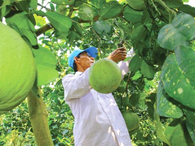 Giá bưởi da xanh Đồng Tháp, giá tăng thêm 5.000 đồng/kg thì nhiều nhà vườn hết trái