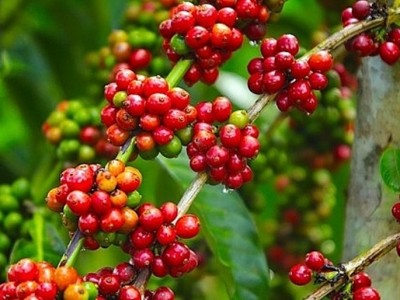 Giá cà phê hôm nay tăng vọt cuối tuần, lo ngại nguồn cung sẽ khan hiếm hơn nữa?