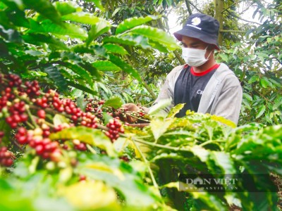 Mỹ bất ngờ tăng mua cà phê của Việt Nam, giá cà phê xuất khẩu tăng mạnh