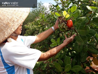 Bán sang Mỹ tới 85%, lại đang cao điểm thu mua mà giá loại nông sản này giảm sâu 2.500 đồng/kg, vì sao?