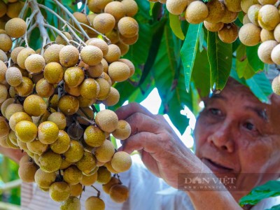 Vĩnh Long xuất hiện giống nhãn siêu trái mới, cho trái từng chùm nặng từ 3 - 4 kg, giá bán 100.000 đồng/kg