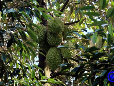 Đây là vùng trồng sầu riêng an toàn tiền tỷ ở Tiền Giang, có kho lạnh trị giá 1,5 tỷ