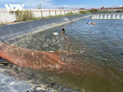 Tiền Giang: Giá tôm tăng cao, nông dân nuôi 2ha thu về 2,6 tỷ đồng