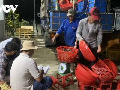 Nông dân nuôi tôm công nghệ cao ở ĐBSCL điêu đứng lúc này bởi giá tôm thẻ đột ngột giảm mạnh