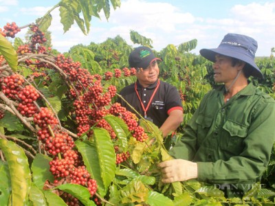 Sản xuất cà phê phát thải thấp sẽ giúp hơn 48.000 nông dân trồng cà phê được hưởng lợi
