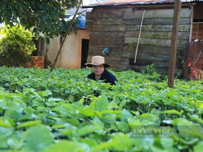 Giá cà phê nhân Đắk Lắk quay đầu giảm, nhân giống cà phê bằng hạt có hiệu quả không?