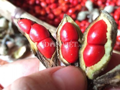 Đây là loại hạt quý, có lúc bán đắt nhất Việt Nam, muốn bảo quản phải để nguyên hạt