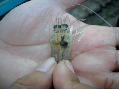 Lợi ích sử dụng các sản phẩm bổ sung vào thức ăn tôm