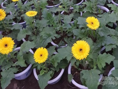 Kỹ thuật trồng hoa đồng tiền trong chậu