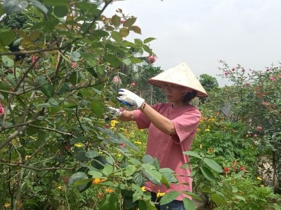 Trồng la liệt hoa hồng cổ, hoa hồng ngoại đẹp phát hờn ở Ninh Bình, vô số khách du lịch xin vào chụp ảnh