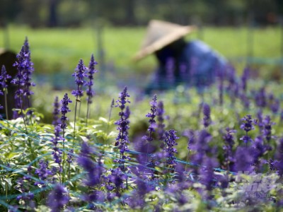 Vườn thực vật 'độc nhất vô nhị' ở Hà Nội