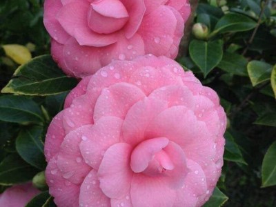 Trồng cây cảnh-quan niệm của giới quý tộc nông thôn Việt Nam thời phong kiến về phong thủy