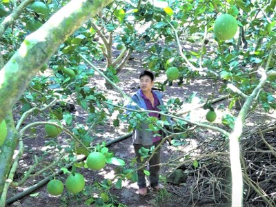 Bực mình vì cứ nghe giá tăng, ông nông dân Đồng Nai tự làm phân gì mà vườn bưởi vẫn ra trái quá trời?