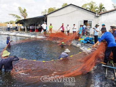 Tôm thẻ “ở chung” với cá, rong biển – mô hình tuần hoàn giúp tăng năng suất