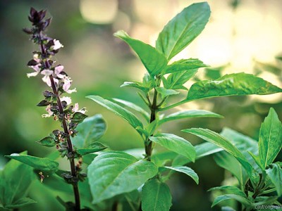 Tinh dầu húng quế tăng đề kháng cho tôm