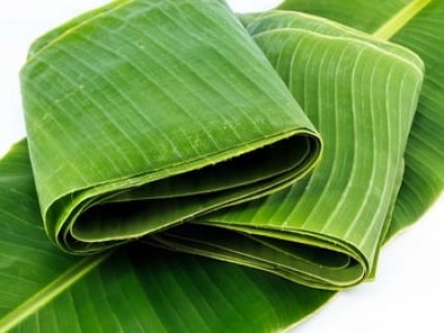 Nông dân Cà Mau thu hoạch 1 triệu đồng mỗi ngày nhờ trồng chuối nhưng chỉ bán lá