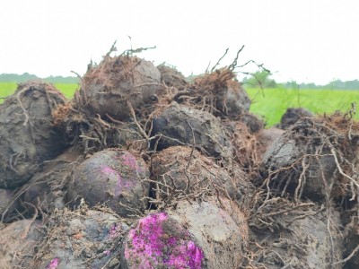 Loại củ ngon đặc sản đất Tiền Giang, dân đào lên vô số, giá bán cao, nhà nào cũng phấn khởi