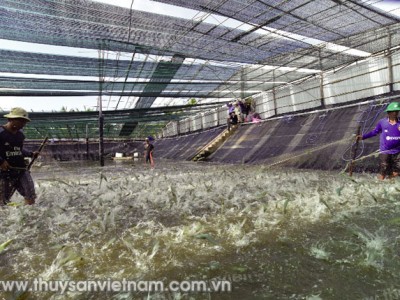 “Bùng nổ” nuôi tôm công nghệ cao