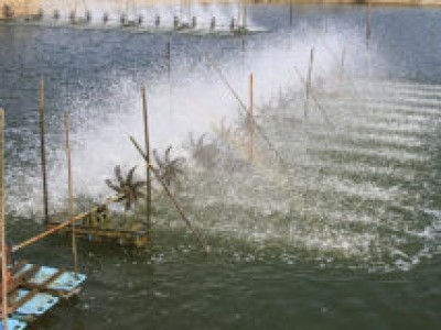 Kinh nghiệm chẩn đoán bệnh tại ao