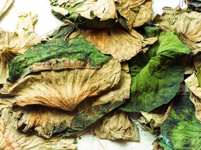 Chuyện đùa hóa thật: Những loại lá rụng đầy đường vốn chỉ để bỏ đi, nay thành 