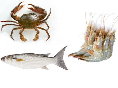 Kỹ thuật nuôi ghép tôm, cua, cá