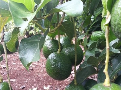 Kỹ thuật trồng và chăm sóc cây bơ