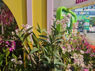 Một loài lan đột biến xuất hiện tại hội chợ lớn nhất của ngành nông nghiệp