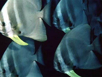 Triển khai đề tài khoa học công nghệ sản xuất giống cá tai bồ và nuôi thương phẩm loài cá này tại Khánh Hòa